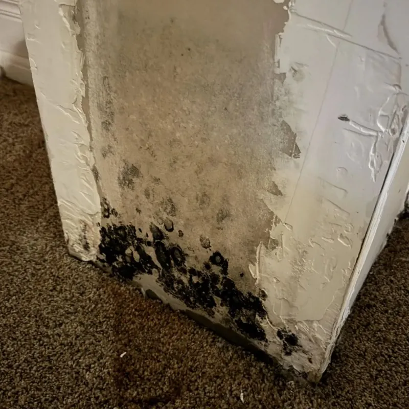 Professional Mold Removal in Mikoma, MS